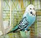 parakeet