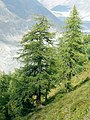 Paro da eŭropaj larikoj (Larix decidua)