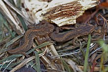 Two brown juvenile newts sitting closely together