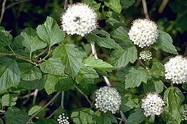 Physocarpus opulifolius.