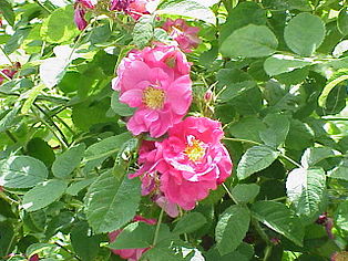 Rosa 'Duchess of Portland'