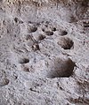 Image 39Rock mortars in Raqefet Cave, used to make beer during the Stone Age. (from History of beer)