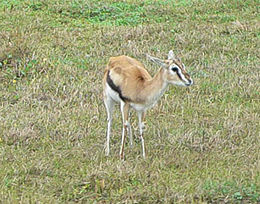 Tomsono gazelė (Gazella thomsonii)