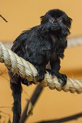 Springtamarin