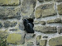 Coupe d'cornalle éd cloké dins un nid