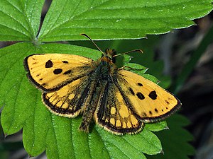 Sortplettet bredpande (Carterocephalus silvicolus) Carterocephalus silvicolus