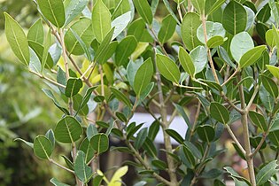 Chionanthus foveolatus leaves