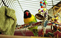 Pet in cage with toys