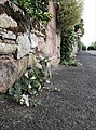 Outlying plant growing between wall and tarmac at pavement level