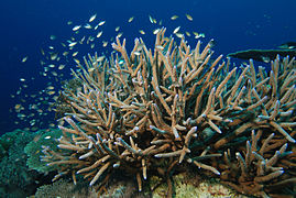 Coral Acropora muricata (Scleractinia, part of Hexacorallia)