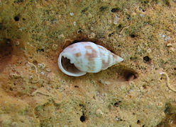 Otopleura nitida