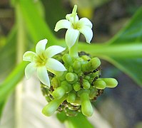 Flower with ants