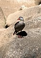 Pato de las torrentes macho Rio Urubamba, Perú