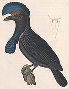 Illustration from "Nouveau recueil de planches coloriées d'oiseaux"