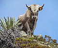 La charolesa es una raza vacuna autóctona de Francia, en concreto de las regiones de Nevers y de Charolles. Está considerada como una de las mejores razas productoras de carne. Este toro charoles en estado salvaje fue fotografiado a 4100 msnm en la región de Sierra Nevada, Venezuela. Por Wilfredor.