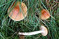 Cuphophyllus pratensis sin. Hygrocybe pratensis