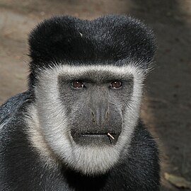 Abyssinian black-and-white colobus Colobus guereza ♂ Ethiopia