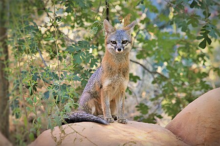 A gray fox.