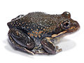 *Eastern Banjo Frog introduced