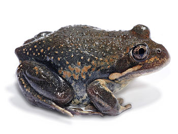 Eastern Banjo Frog