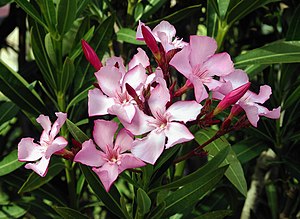 Oleander (Nerium oleander)