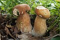 Boletus aestivalis