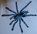 Avicularia versicolor.