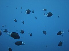 Chromis chrysura