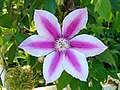 Clematis “Capitaine Thuilleaux”