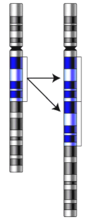 Gene-duplication