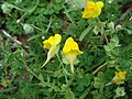 Linaria platycalyx, endemisme del sector de Ronda