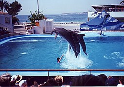 Delfinárium – Marineland, Magalluf