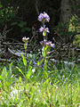 Penstemon rydbergii