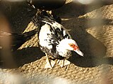 Домашняя мускусная утка (Cairina moschata domesticus)