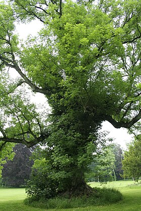 Fraxinus excelsior (em Houyet, Bélgica).