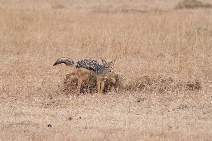 Kenya_August_2010_444_(4939520158).jpg