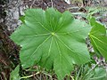 Attractive peltate foliage