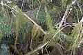 Mount Royal - cloud forest, moss & ferns