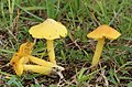 Hygrocybe acutoconica