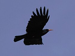 Alpekrage (Pyrrhocorax pyrrhocorax)