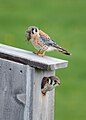 Male showing female a nest box and offering mouse – Maine