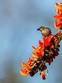 Chestnut Shouldered Petronia at Gir Forest National Park