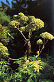 Angelica archangelica