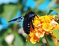 Xylocopa violacea на цветах Lantana camara