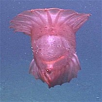 Benthopelagic sea cucumbers can lift off the seafloor and journey as much as 1,000 m (3,300 ft) up the water column