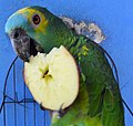 Mascota comiendo una manzana