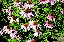 Punane siilkübar ehk purpur-siilkübar (Echinacea purpurea)