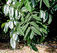 Swietenia macrophylla Mara (Caoba)