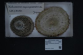 Cellana mazatlandica