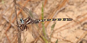 Sarracenia spiketail (Cordulegaster sarracenia) Rapides Parish, Louisiana